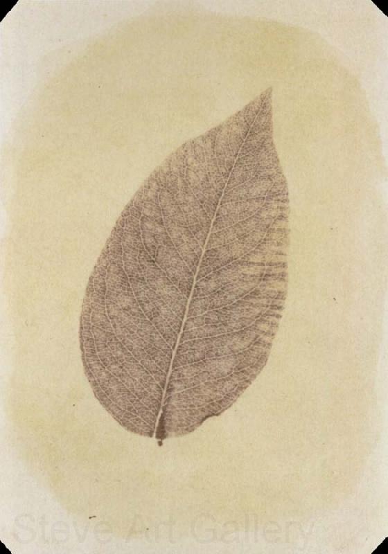 Willim Henry Fox Talbot Leaf with Its Stem Removed France oil painting art